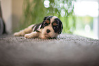 3 weeks old Cavalier King Charles Spaniel