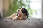3 weeks old Cavalier King Charles Spaniel