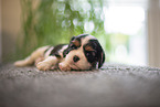3 weeks old Cavalier King Charles Spaniel