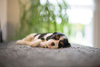 3 weeks old Cavalier King Charles Spaniel