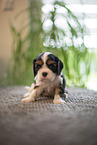 3 weeks old Cavalier King Charles Spaniel