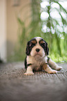 3 weeks old Cavalier King Charles Spaniel