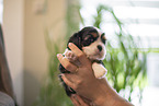 3 weeks old Cavalier King Charles Spaniel