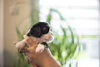 3 weeks old Cavalier King Charles Spaniel