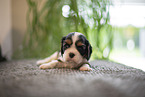 3 weeks old Cavalier King Charles Spaniel