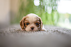 3 weeks old Cavalier King Charles Spaniel
