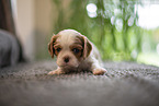 3 weeks old Cavalier King Charles Spaniel