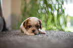 3 weeks old Cavalier King Charles Spaniel