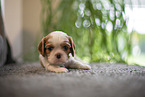 3 weeks old Cavalier King Charles Spaniel
