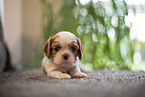 3 weeks old Cavalier King Charles Spaniel