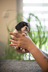 3 weeks old Cavalier King Charles Spaniel