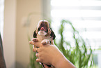 3 weeks old Cavalier King Charles Spaniel