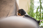 3 weeks old Cavalier King Charles Spaniel
