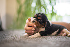 3 weeks old Cavalier King Charles Spaniel