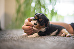 3 weeks old Cavalier King Charles Spaniel