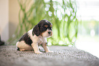 3 weeks old Cavalier King Charles Spaniel