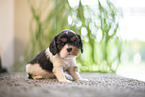 3 weeks old Cavalier King Charles Spaniel