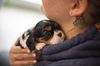 3 weeks old Cavalier King Charles Spaniel