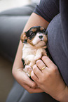 3 weeks old Cavalier King Charles Spaniel