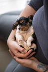 3 weeks old Cavalier King Charles Spaniel