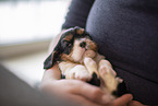 3 weeks old Cavalier King Charles Spaniel