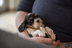3 weeks old Cavalier King Charles Spaniel
