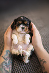 3 weeks old Cavalier King Charles Spaniel