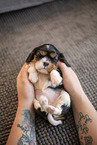 3 weeks old Cavalier King Charles Spaniel