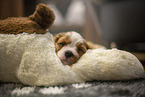 5 weeks old Cavalier King Charles Spaniel