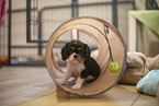 5 weeks old Cavalier King Charles Spaniel