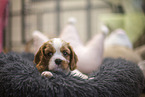 5 weeks old Cavalier King Charles Spaniel
