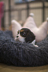 5 weeks old Cavalier King Charles Spaniel
