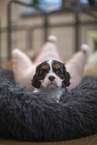 5 weeks old Cavalier King Charles Spaniel