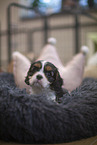 5 weeks old Cavalier King Charles Spaniel