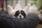 5 weeks old Cavalier King Charles Spaniel