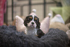 5 weeks old Cavalier King Charles Spaniel