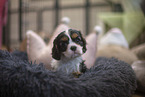 5 weeks old Cavalier King Charles Spaniel