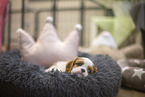 5 weeks old Cavalier King Charles Spaniel