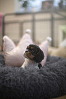 5 weeks old Cavalier King Charles Spaniel