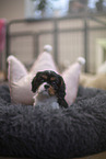 5 weeks old Cavalier King Charles Spaniel