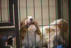 5 weeks old Cavalier King Charles Spaniel