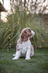 Cavalier King Charles Spaniel puppy