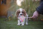 Cavalier King Charles Spaniel puppy