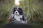 Cavalier King Charles Spaniel puppy