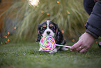 Cavalier King Charles Spaniel puppy