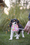 Cavalier King Charles Spaniel puppy