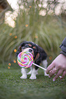 Cavalier King Charles Spaniel puppy