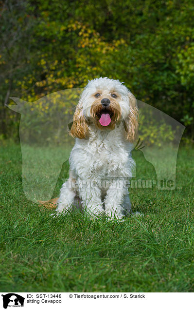 sitting Cavapoo / SST-13448