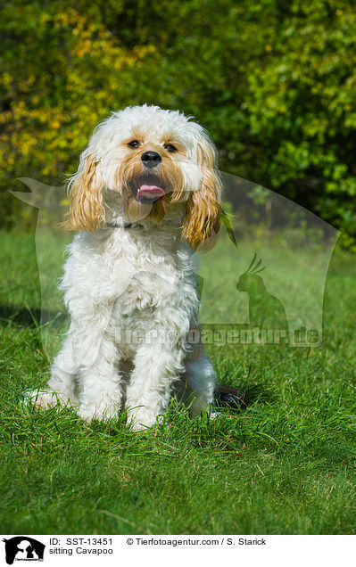 sitting Cavapoo / SST-13451