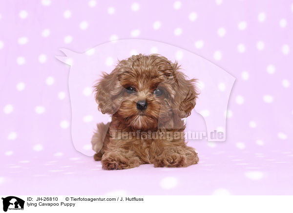 liegender Cavapoo Welpe / lying Cavapoo Puppy / JH-26810